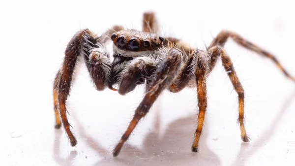 Gray Wall Jumping Spider Van Soort Menemerus Bivittatus — Stockfoto