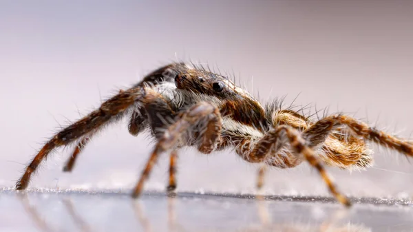 Aranha Salto Parede Cinza Espécie Menemerus Bivittatus — Fotografia de Stock