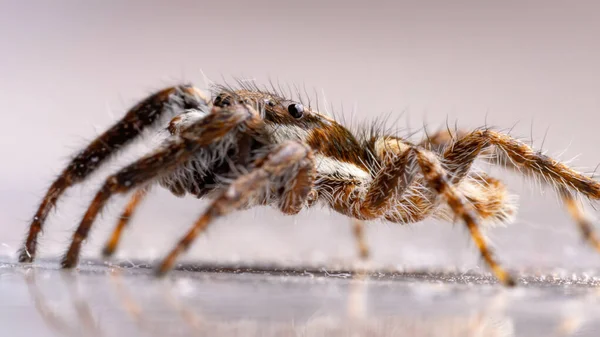 Mur Gris Araignée Sauteuse Espèce Menemerus Bivittatus — Photo