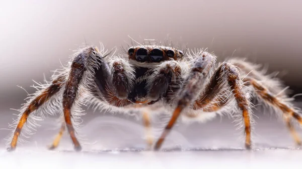 Aranha Salto Parede Cinza Espécie Menemerus Bivittatus — Fotografia de Stock