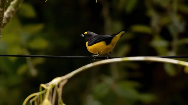 보라색 줄넘기 Euphonia Species Euphonia Chlorotica — 스톡 사진