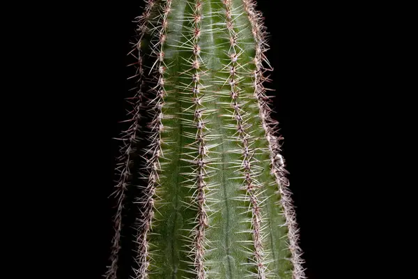 Cultivated Cactus Black Background — Stock Photo, Image