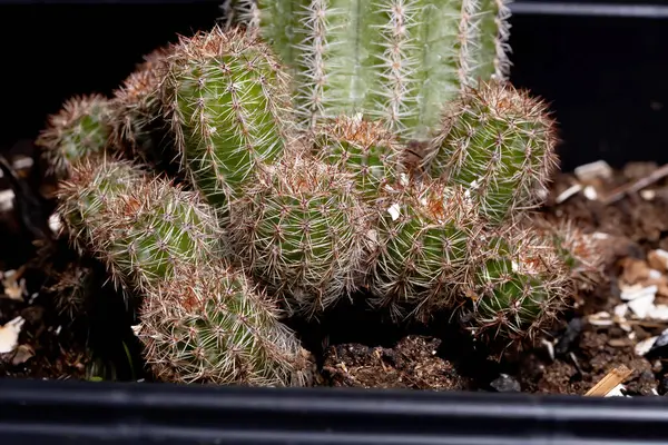 Cactus Coltivato Con Fondo Nero — Foto Stock