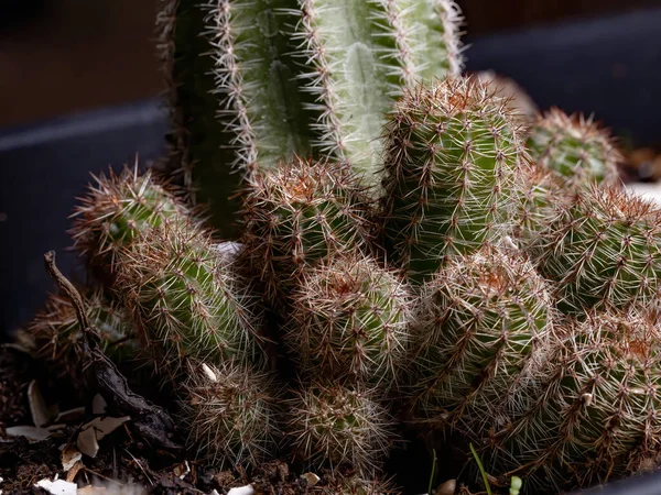 Cactus Coltivato Con Fondo Nero — Foto Stock