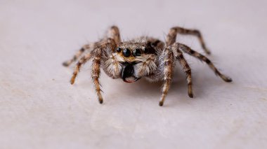 Gri Duvar Atlayan Örümcek türü Menemerus bivittatus