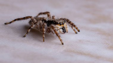 Gri Duvar Atlayan Örümcek türü Menemerus bivittatus