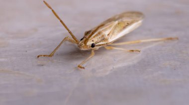 Cins Mekanizmasının Kokuşmuş Böceği