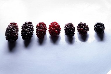 Makro görünümlü Morus cinsinin dutları.