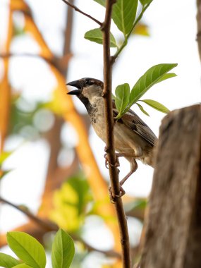 Türünün Sparrow Hanesi Passer domesticus