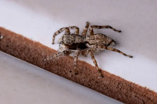 Muro Gris Salto Araña Especie Menemerus Bivittatus —  Fotos de Stock