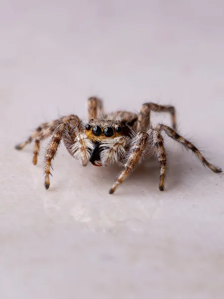 Αράχνη Του Είδους Menemerus Bivittatus — Φωτογραφία Αρχείου