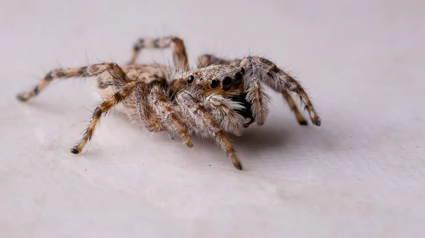 Αράχνη Του Είδους Menemerus Bivittatus — Φωτογραφία Αρχείου