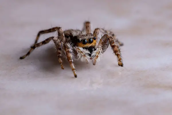 Aranha Salto Parede Cinza Espécie Menemerus Bivittatus — Fotografia de Stock