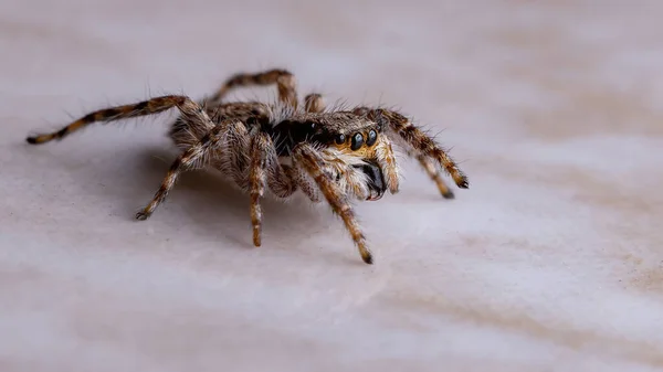 Aranha Salto Parede Cinza Espécie Menemerus Bivittatus — Fotografia de Stock