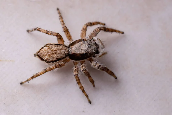 Muro Gris Salto Araña Especie Menemerus Bivittatus —  Fotos de Stock