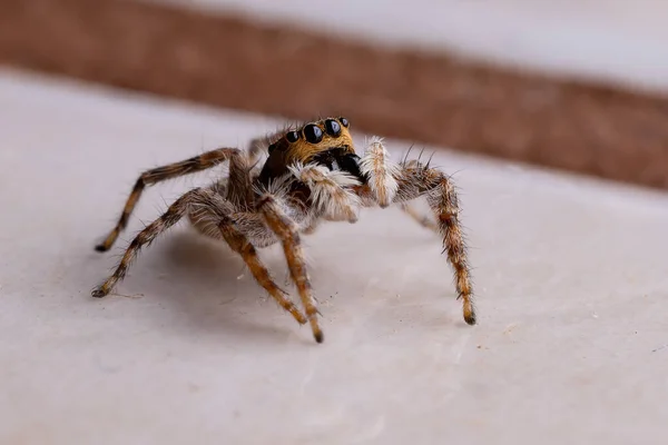 Šedá Stěna Skákající Pavouk Druhu Menemerus Bivittatus — Stock fotografie