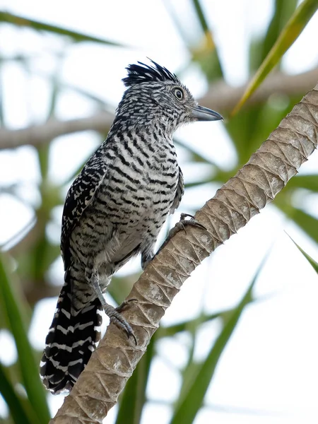 Brazilský Muž Zakázaný Antshrike Druhu Thamnophilus Doliatus Ssp Obtížnost — Stock fotografie