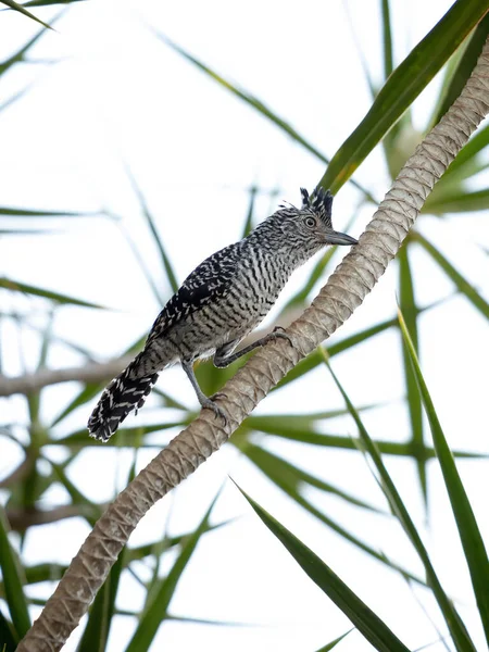 Brazilský Muž Zakázaný Antshrike Druhu Thamnophilus Doliatus Ssp Obtížnost — Stock fotografie