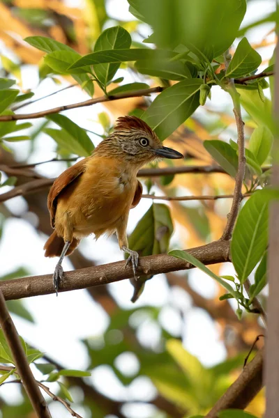 Brazilský Muž Zakázaný Antshrike Druhu Thamnophilus Doliatus Ssp Obtížnost — Stock fotografie