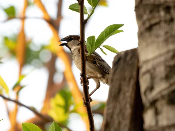 Bruant Domestique Espèce Passer Domesticus — Photo