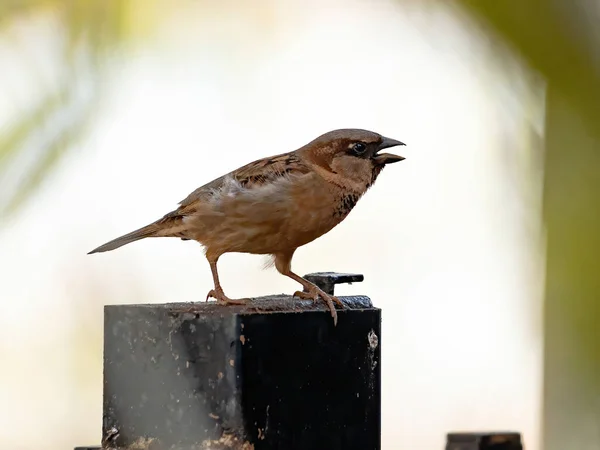 Casa Sparrow Speciei Passer Domesticus — Fotografie, imagine de stoc