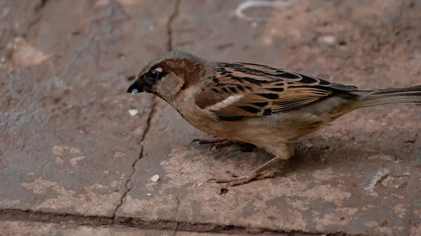 Türünün Sparrow Hanesi Passer Domesticus — Stok fotoğraf