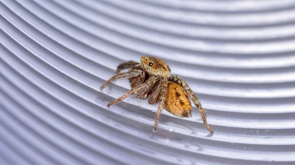 Adanson House Jumping Spider Espécie Hasarius Adansoni — Fotografia de Stock