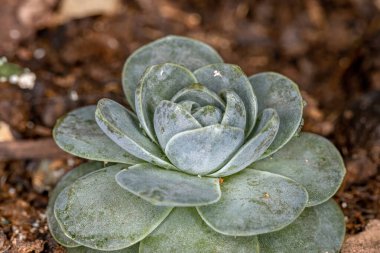 Toprağa ekilmiş sulu bitkiler.