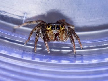 Adanson 'ın Evi Atlayan Örümcek türü Hasarius adansoni