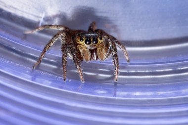 Adanson 'ın Evi Atlayan Örümcek türü Hasarius adansoni