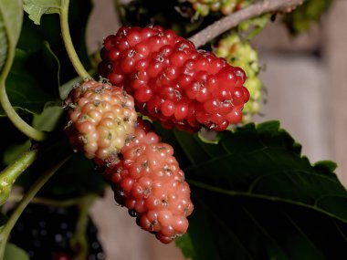Morus cinsinin dut bitkisi makro görünümde
