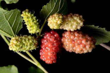 Morus cinsinin dut bitkisi makro görünümde