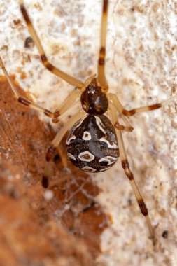 Latrodectus geometriksinin Kahverengi Dulu