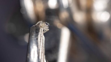 Kolonus cinsinin zıplayan örümceği.