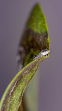 Kolonus cinsinin zıplayan örümceği.