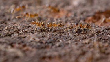 Pheidole cinsinin Koca Kafalı Karıncaları