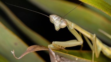 Oxyopsis cinsinin Brezilya Mantid 'i