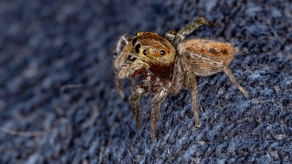 Adanson House Jumping Spider Van Soort Hasarius Adansoni — Stockfoto