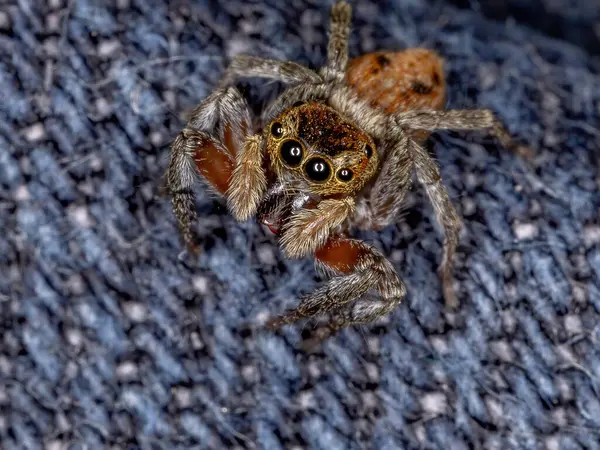 Adanson House Jumping Spider Espécie Hasarius Adansoni — Fotografia de Stock