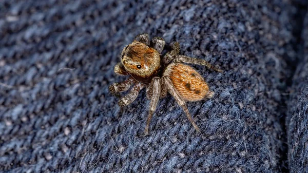 Adanson House Jumping Spider Species Hasarius Adansoni — стоковое фото