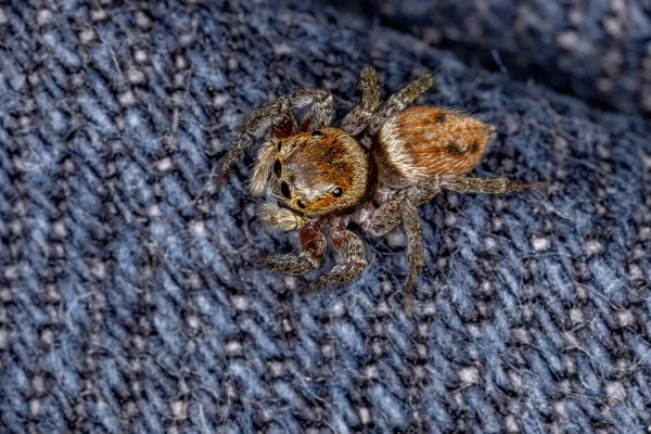 Adanson House Jumping Spider Della Specie Hasarius Adansoni — Foto Stock