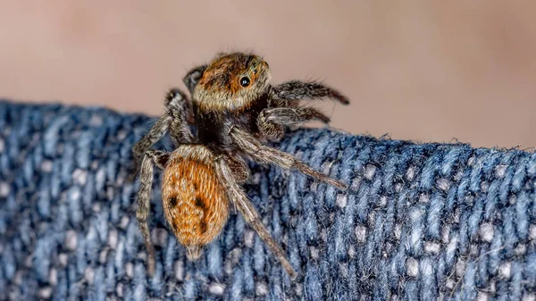 Adanson House Jumping Spider Gatunku Hasarius Adansoni — Zdjęcie stockowe