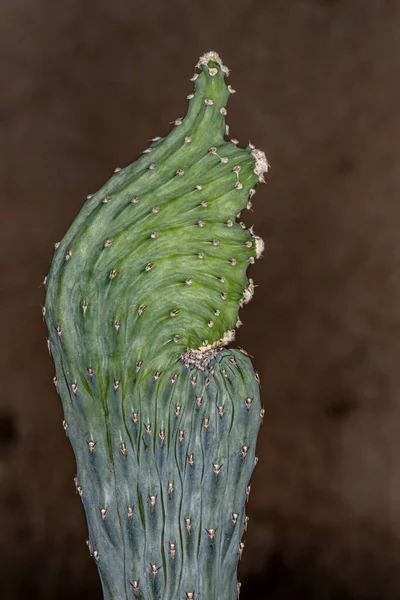 Cactus Forma Ala Con Fondo Marrón —  Fotos de Stock