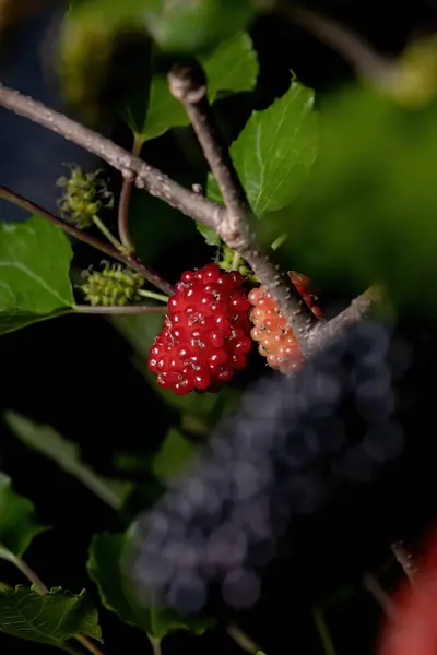 Mûrier Genre Morus Vue Macro — Photo