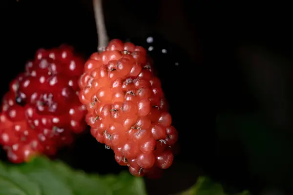 Mûrier Genre Morus Vue Macro — Photo