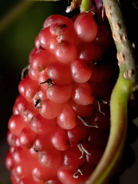 Planta Dud Din Genul Morus Macro View — Fotografie, imagine de stoc