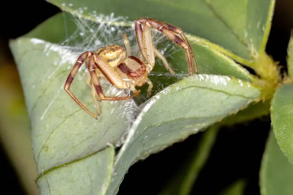 개미집의 거미가 개미를 잡아먹고 — 스톡 사진