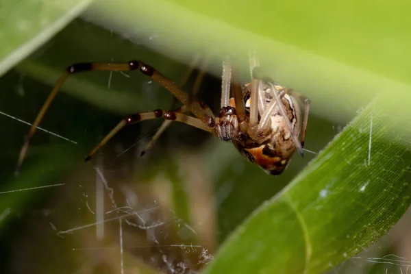 Bruine Weduwe Van Soort Latrodectus Geometricus — Stockfoto