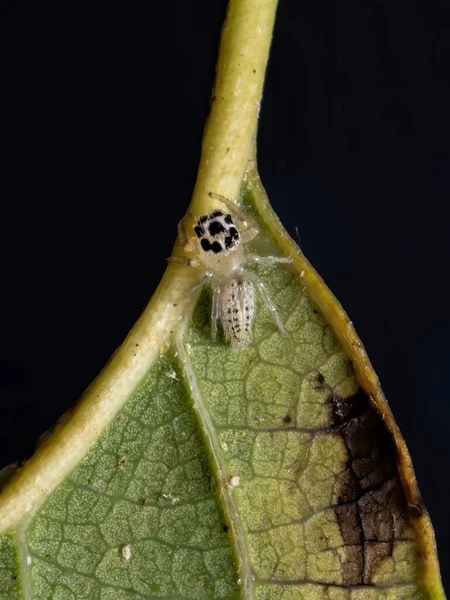 Jumping Spider Genus Colonus — Stock Photo, Image