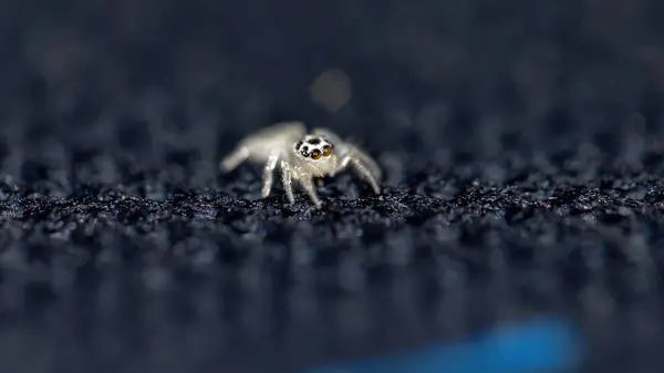 Araignée Sauteuse Genre Colonus — Photo